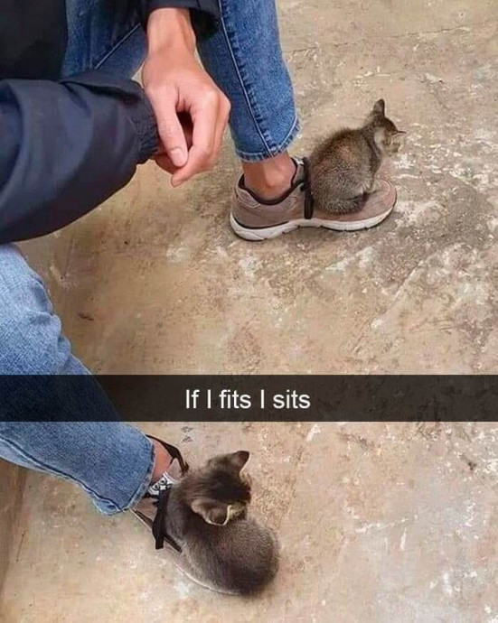 Funny Cat Snapchats to Put a Smile on Your Face
