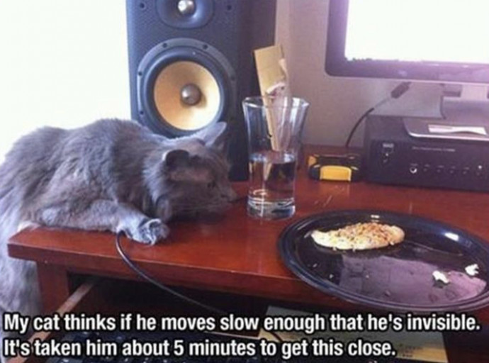Amusing Animal Memes for Your Day