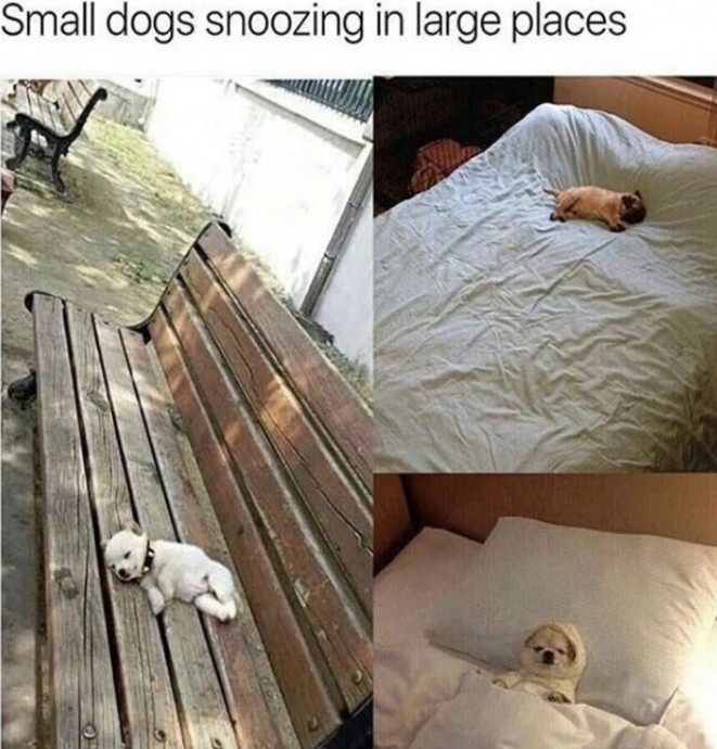 Incredible Animal Pics to Have Some Good Time Incredible Animal Pics to Have Some Good Time