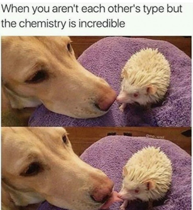 Incredible Animal Pics to Have Some Good Time Incredible Animal Pics to Have Some Good Time